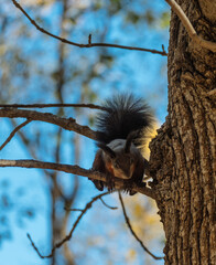 squirrel on tree
