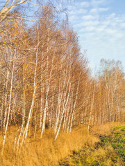 autumn birch forest strewn with yellow foliage