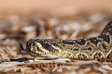 An eastern diamondback rattlesnake is venomous and becoming increasingly rare.