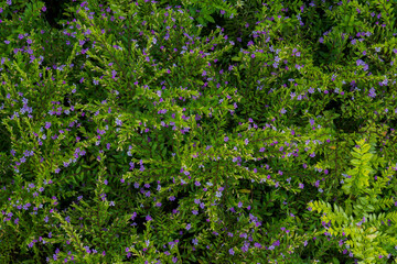 Fototapeta na wymiar Cuphea hyssopifolia, the false heather, Mexican heather, Hawaiian heather or elfin herb, is a small evergreen shrub native to Mexico, Guatemala and Honduras. Antalya Turkey. Selective Focus.