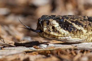 An eastern diamondback rattlesnake is venomous and becoming increasingly rare.