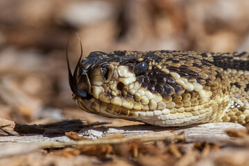 An eastern diamondback rattlesnake is venomous and becoming increasingly rare.