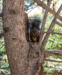 squirrel in tree