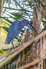 A little blue heron in breeding plumage, in south Florida.