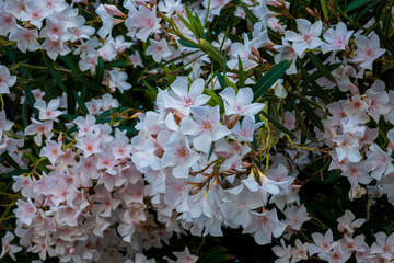 most commonly known as oleander or nerium, is a shrub or small tree cultivated worldwide in...