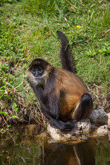 Spider monkey at water's edge.