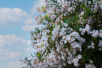 most commonly known as oleander or nerium, is a shrub or small tree cultivated worldwide in temperate and subtropical areas as an ornamental and landscaping plant. Selective Focus