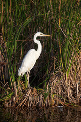 A great white heron poses in a south Florida wetland.