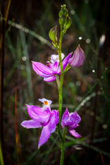 Grass pink orchids are terrestrial plants found in the eastern US.