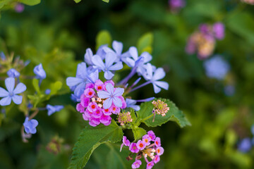 two flowers together; pink lantana camara and auriculata plumbago. verbena and lead flower. Selective Focus.