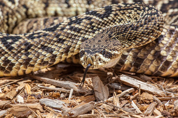 An eastern diamondback rattlesnake is venomous and becoming increasingly rare.