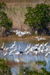 Incoming white ibis, glossy ibis and snowy egrets, landing in the marsh.