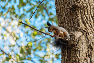 squirrel on tree