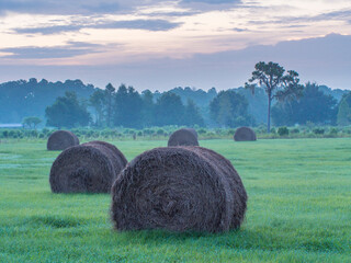 Morning rural scene at sunrise, central Florida, with hay bales © Danita Delimont