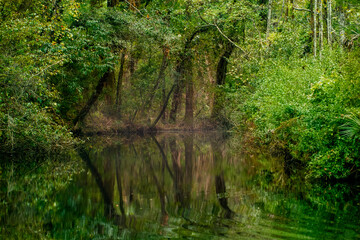 Fototapeta premium Picturesque landscape of Homosassa River with reflection of trees and native growth