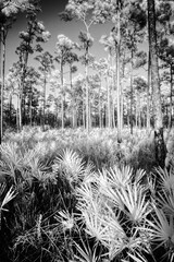 USA, Florida,.Everglades National Park. Pinelands.