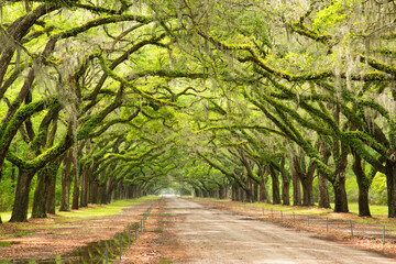 USA, Georgia, Savannah. Mile long oak drive at Historic Wormsloe Plantation.
