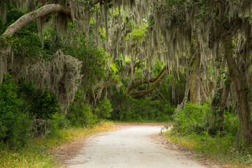 USA, Georgia, Savannah. Drive thru moss covered trees at the Savannah National Wildlife Refuge.