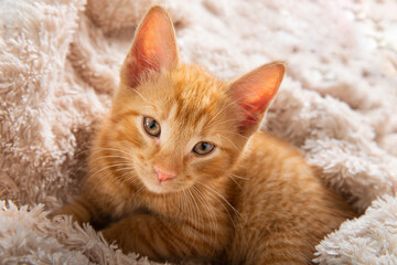 Cute ginger kitten