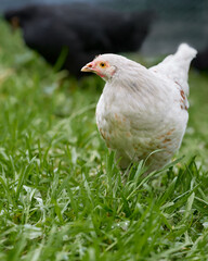 Young white chicken free range in garden
