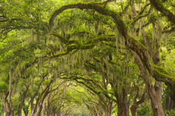 USA, Georgia, Savannah. Canopy of oaks at Historic Wormsloe Plantation .