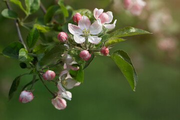 Blossom of flower on apple tree