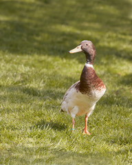 Brown Indian runner duck in the garden grass