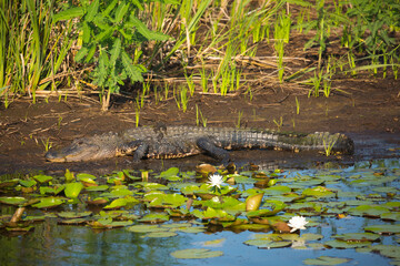 USA, Georgia, Savannah. Alligator sunning on the mud near water lilies.