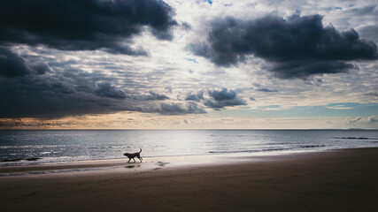 Fototapeta na wymiar dog on the beach at sunset