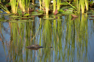 USA, Georgia, Savannah. Alligator swimming among lily pads.