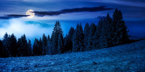 coniferous forest on the hill at night. nature foggy scenery in full moon light. beautiful mountain...