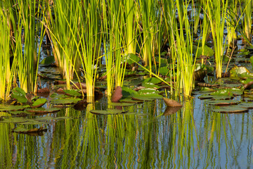 USA, Georgia, Savannah. Reflections of marsh grass in the lily pads.
