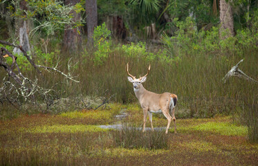 USA, Georgia, Savannah. Buck in the hardwood forest at Skidaway Island State Park.