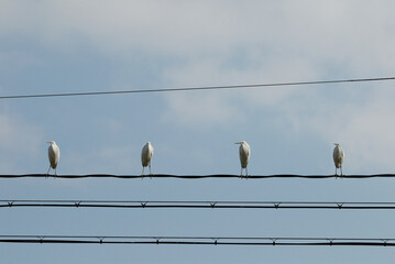 ソーシャルディスタンスを取って止まっているサギ