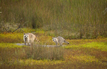 Obraz premium USA, Georgia, Savannah. Racoons in the hardwood forest at Skidaway Island Sate Park.