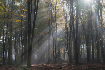 morning sun in the woods