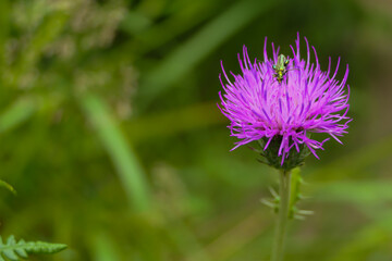 macro de flor silvestre con insecto alimentándose del néctar con fondo desenfocado verde