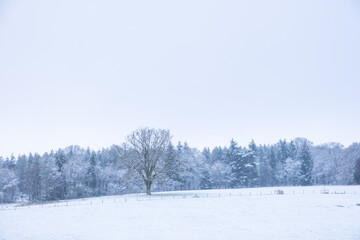 winter landscape with trees
