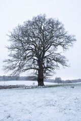 Fototapeta premium tree in winter