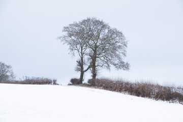 trees in winter