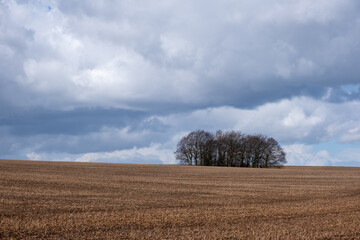 trees in the field