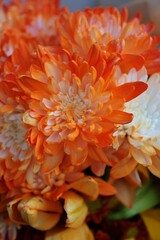 orange chrysanthemum flower