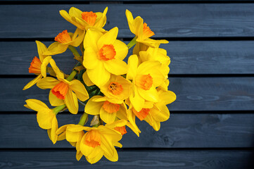 Flat lay view at Daffodil flowers, placed on wooden black background. Narcissus.