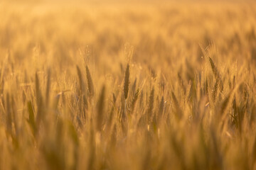 Obraz premium golden wheat field in summer
