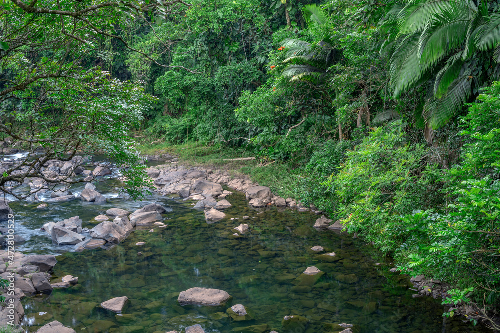 Wall mural USA, Hawaii, Big Island of Hawaii. Hamakua Coast, Ka Wainui Stream slowly courses through tropical rainforest, Old Mamalahoa Highway.