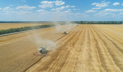 Aerial shot of harvester combine machines are in process of harvesting ripe wheat on the golden field.