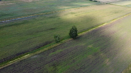 Beautiful ariel top view of two trees in a green field with a ditch. Daylight, shadows and colors