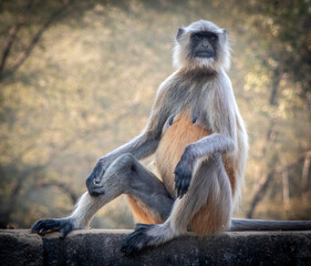Grey Langur Sitting