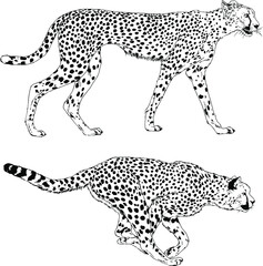 running Cheetah hand-drawn with ink on white background logo 