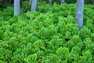 USA, Hawaii, Big Island of Hawaii. Naupaka in bloom among tree trunks at Punaluu Black Sand Beach.